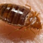 Bed bug on skin in the Mississippi gulf coast; Southern Pest Control