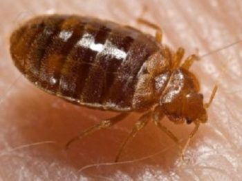 Bed bug on skin in the Mississippi gulf coast; Southern Pest Control