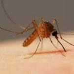 Biting Mosquito in the Mississippi gulf coast; Southern Pest Control
