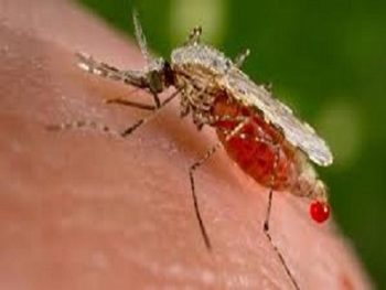 Blood engorged Mosquito biting person in the Mississippi gulf coast; Southern Pest Control