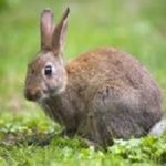 Rabbit in yard in the Mississippi gulf coast; Southern Pest Control