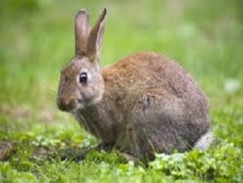 Rabbit in yard in the Mississippi gulf coast; Southern Pest Control