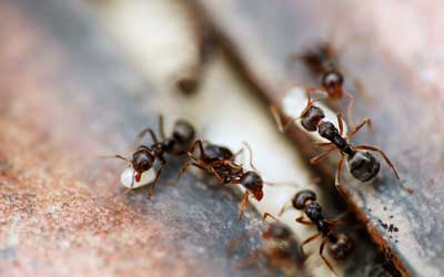 Signs of ant infestation in the Mississippi gulf coast; Southern Pest Control