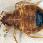 bed bug close-up in the Mississippi gulf coast; Southern Pest Control