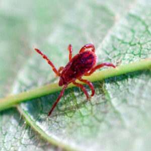 Chigger mite  in the Mississippi gulf coast; Southern Pest Control