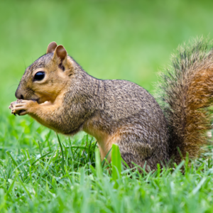 Fox squirrel  in the Mississippi gulf coast; Southern Pest Control