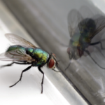 Houseflies in window of Mississippi home - Southern Pest Control