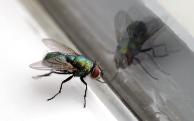 Houseflies in window of Mississippi home - Southern Pest Control