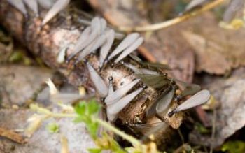 Termite swarmers in the Mississippi Gulf Coast - Southern Pest Control