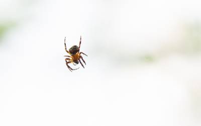 Finding spiders around the Mississippi Gulf Coast - Southern Pest Control