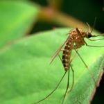 A mosquito on the Mississippi Gulf Coast - Southern Pest Control