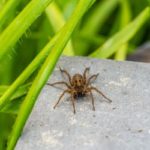 A wolf spider sits on a stepping stone near some grass