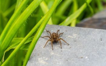 A wolf spider sits on a stepping stone near some grass