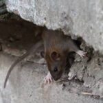 A rodent is nestled in a gap between two chunks of cement