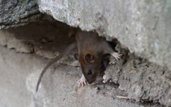 A rodent is nestled in a gap between two chunks of cement
