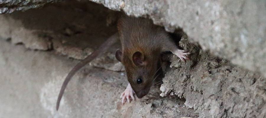 https://southernpestcontrol.biz/wp-content/uploads/2022/12/Rodent_in_gap_in_cement_900x400.jpg