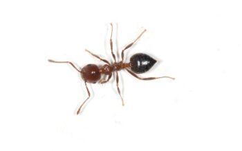 Ant on white background