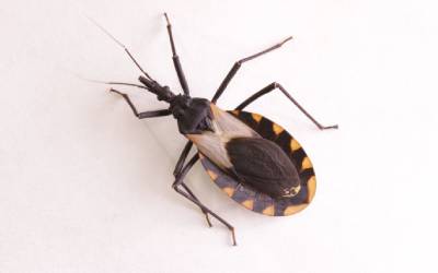 Kissing bug against a white background in Mississippi