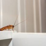 Cockroach on a countertop during springtime in Mississippi