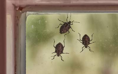 stink bugs on a window - get rid of them with southern pest control in gulf coast mississippi