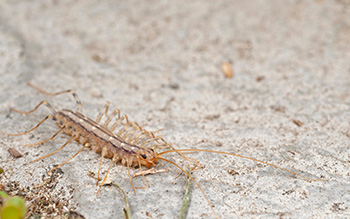 Centipedes Friend or Foe | Southern Pest Control