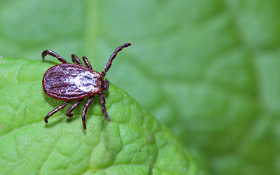 Tick on leaf | Southern Pest Control