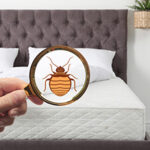 bed bugs in hotel in Mississippi Gulf Coast | Southern Pest Control