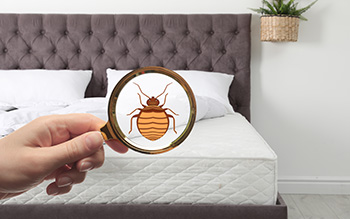 bed bugs in hotel in Mississippi Gulf Coast | Southern Pest Control