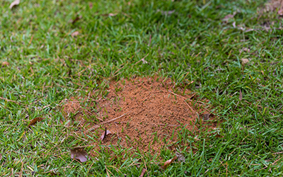 How to Get Rid of Fire Ants in Mississippi Gulf Coast | Southern Pest Control