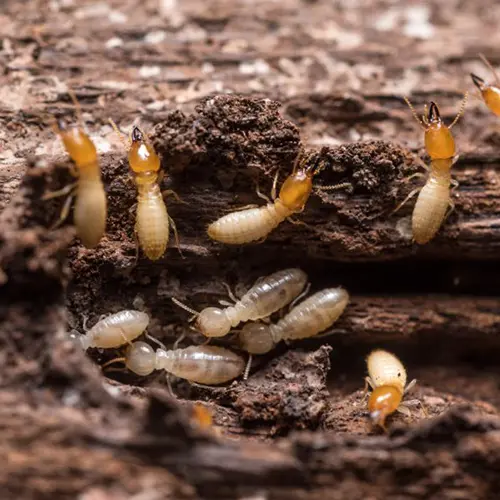 Pest Control In Charlotte County