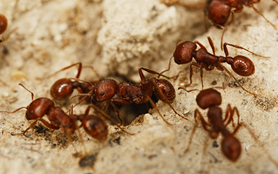 Fire ants like these can be found in mississippi and are america’s most dangerous ant