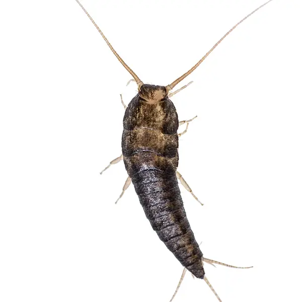 Silverfish | Southern Pest Control serving the Mississippi Gulf Coast