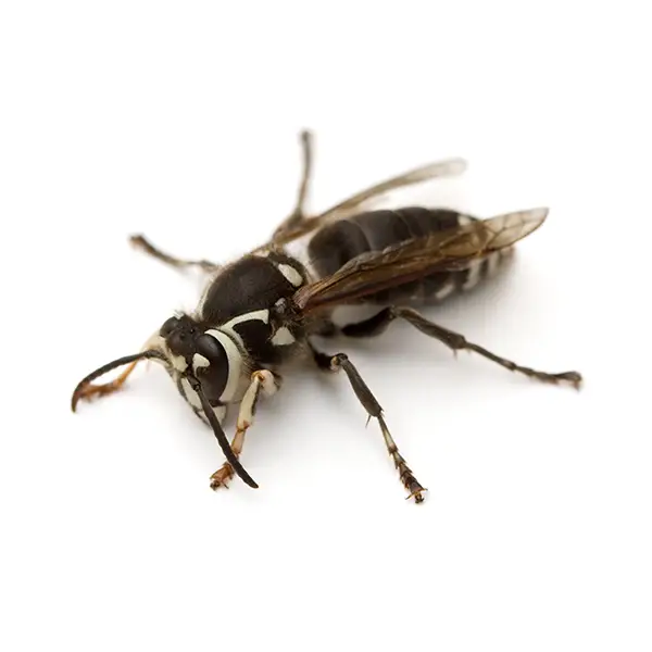 Bald-Faced Hornet | Southern Pest Control serving the Mississippi Gulf Coast