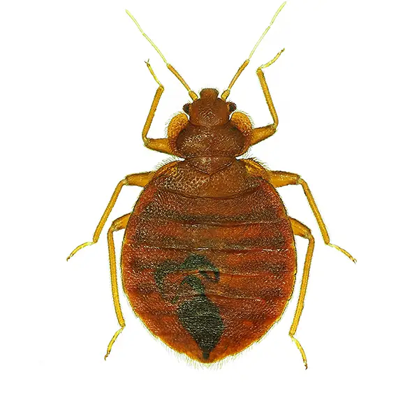 Bed Bug | Southern Pest Control serving the Mississippi Gulf Coast