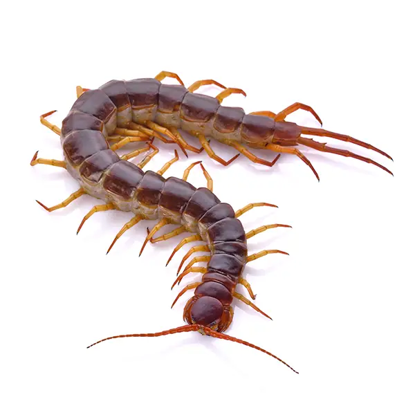 Centipede | Southern Pest Control serving the Mississippi Gulf Coast