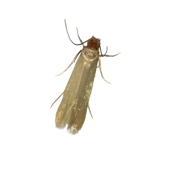 Clothes Moth | Southern Pest Control serving the Mississippi Gulf Coast