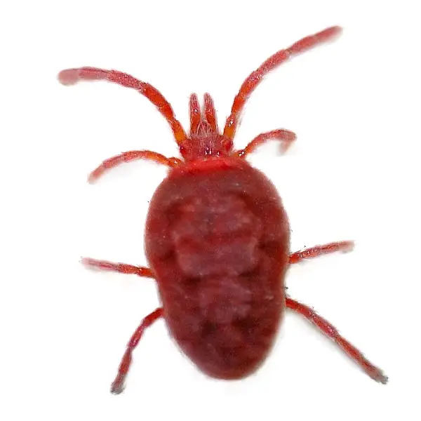 Clover Mite | Southern Pest Control serving the Mississippi Gulf Coast