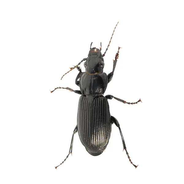 Ground Beetle | Southern Pest Control serving the Mississippi Gulf Coast