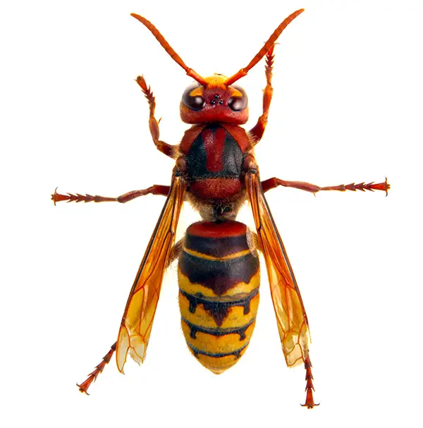 Hornet | Southern Pest Control serving the Mississippi Gulf Coast