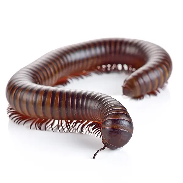 Millipede | Southern Pest Control serving the Mississippi Gulf Coast