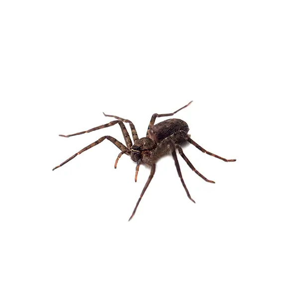 Spider | Southern Pest Control serving the Mississippi Gulf Coast