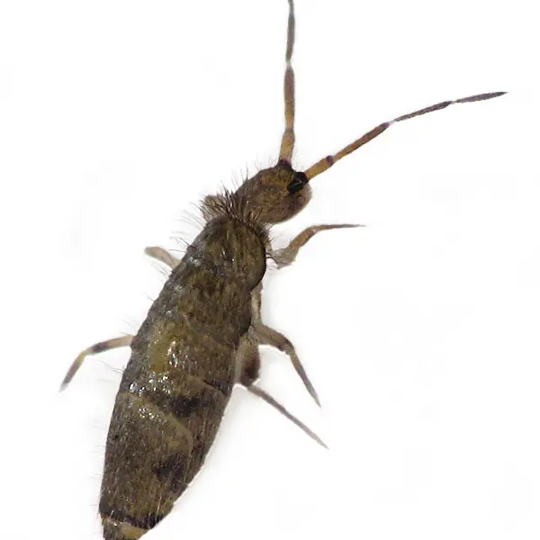 Springtail | Southern Pest Control serving the Mississippi Gulf Coast