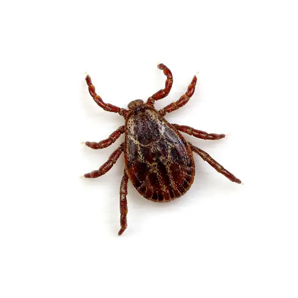Tick | Southern Pest Control serving the Mississippi Gulf Coast