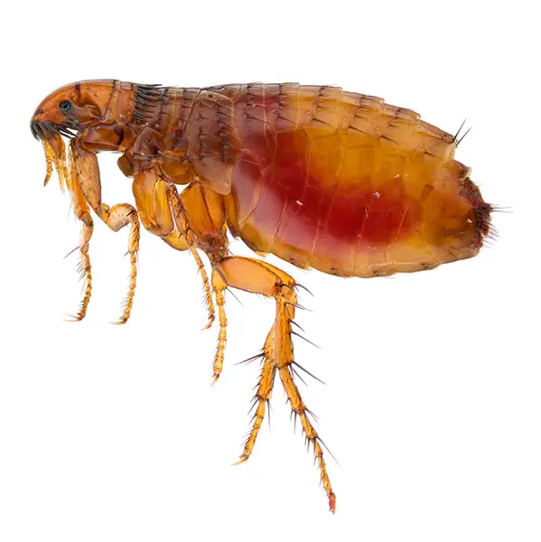 Flea | Southern Pest Control serving the Mississippi Gulf Coast