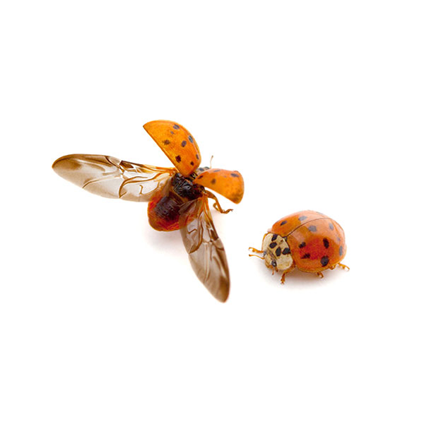 Asian Lady Beetles | Southern Pest Control serving the Mississippi Gulf Coast