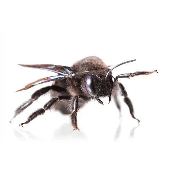 Carpenter Bee | Southern Pest Control serving the Mississippi Gulf Coast