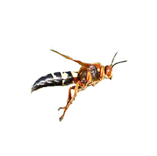 Cicada Killer Wasp | Southern Pest Control serving the Mississippi Gulf Coast