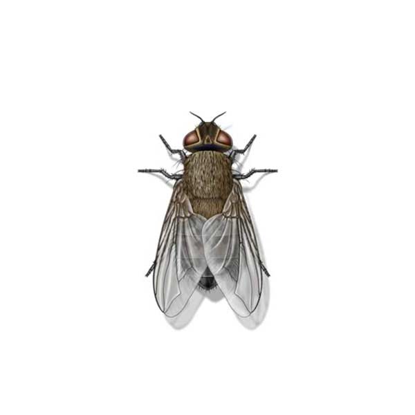 Cluster Fly | Southern Pest Control serving the Mississippi Gulf Coast