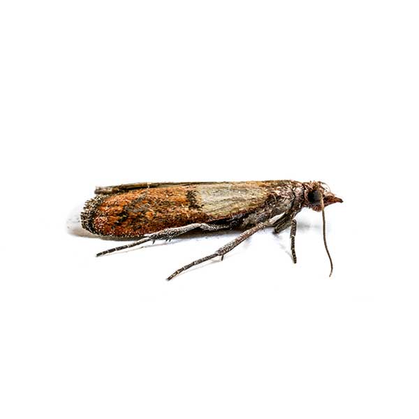 Indian Meal Moth | Southern Pest Control serving the Mississippi Gulf Coast
