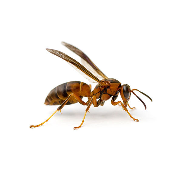 Paper Wasp | Southern Pest Control serving the Mississippi Gulf Coast
